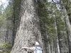 Below Yam-DouglasFir
