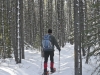 elkwood-snowshoe-trails-80833