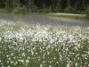 Cotton grass near Mud Lake dam