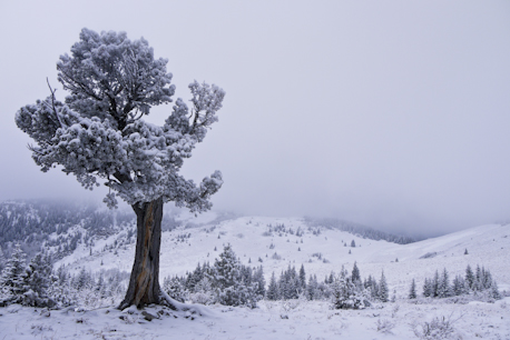 Boundary Pine Grass Pass winter