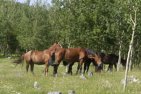 Wild Horses versus Wildlife and Cattle?