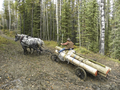 Horses hauling logs
