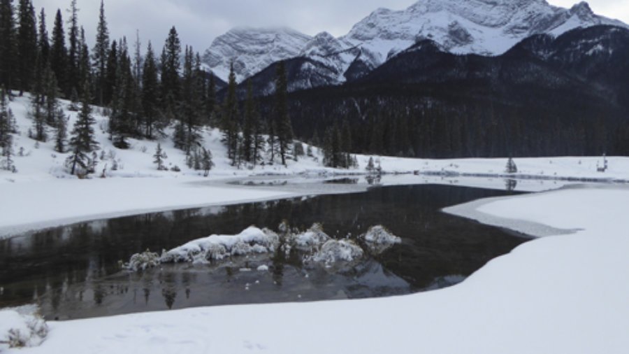 Pond