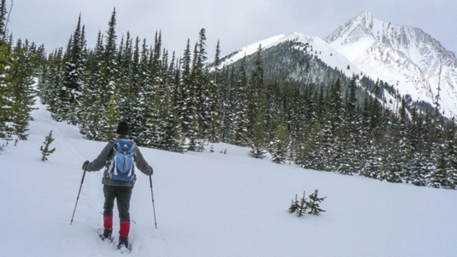 Sawmill Snowshoe Trails
