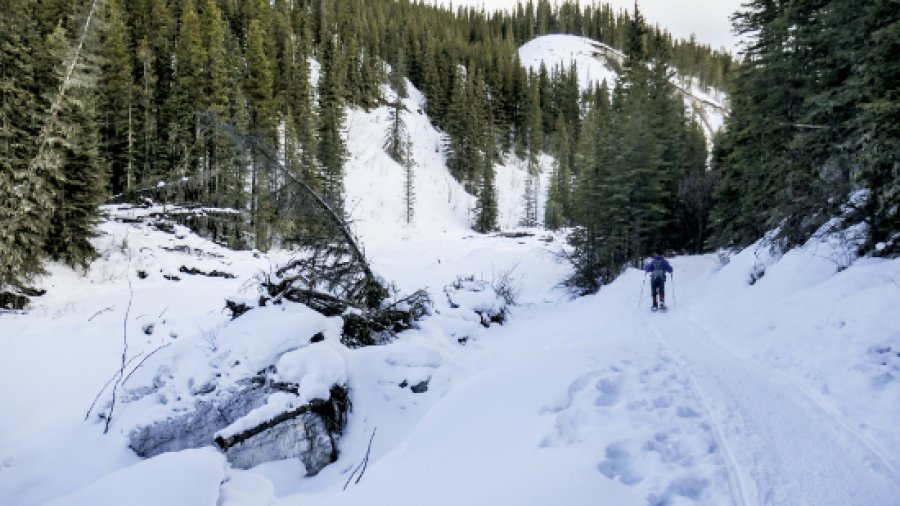 New Ribbon Creek Snowshoe Loop