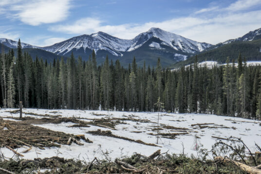 Lusk Pass Trail after logging Thumbnail