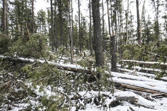 The Great Bragg Blowdown Thumbnail