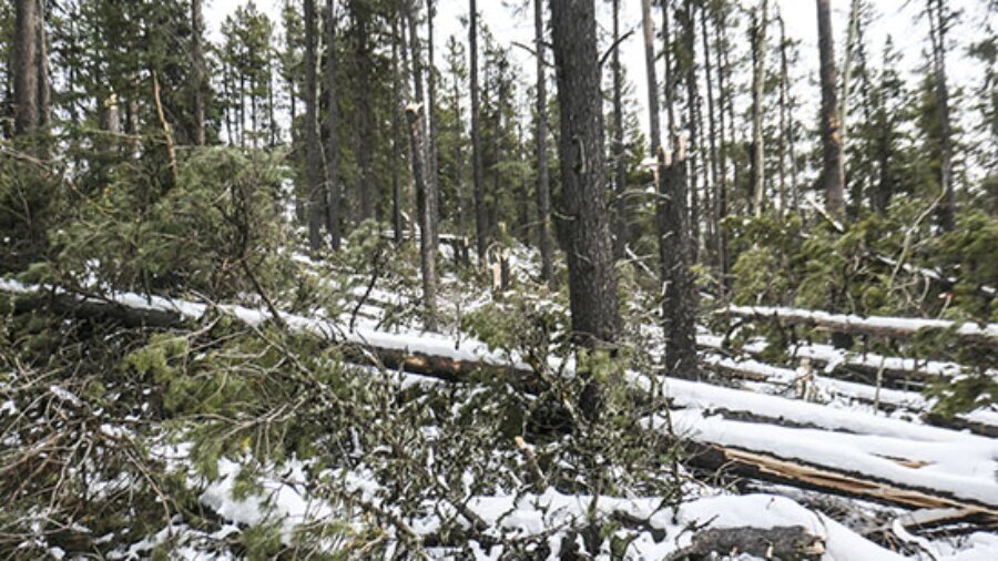 The Great Bragg Blowdown